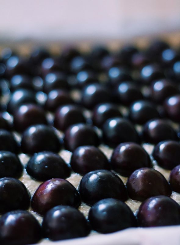 Swiss Plum Custard Tart