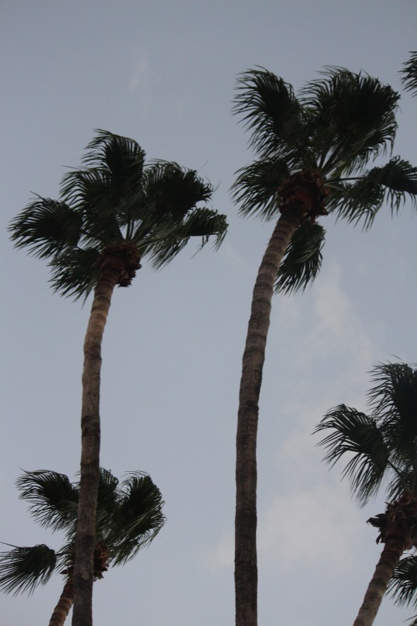 palm trees
