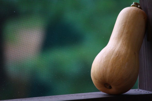 butternut squash 