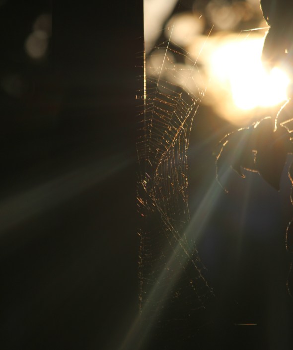 sunlit web