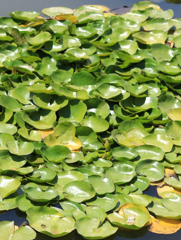lily pads