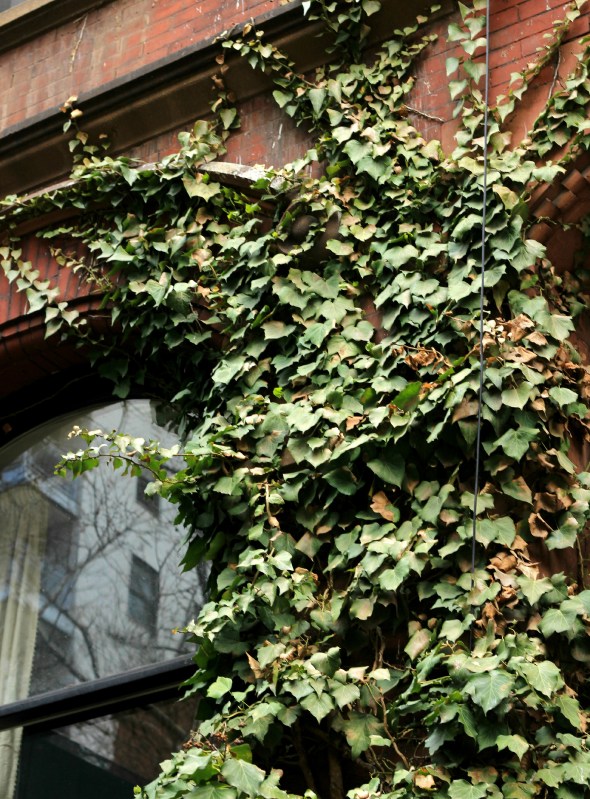 creeping ivy