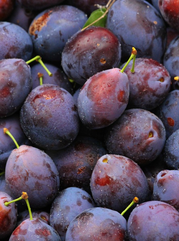 italian prune plums