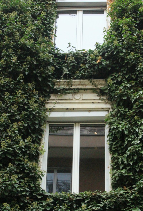 vine covered windows