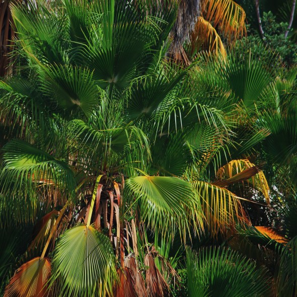 palms