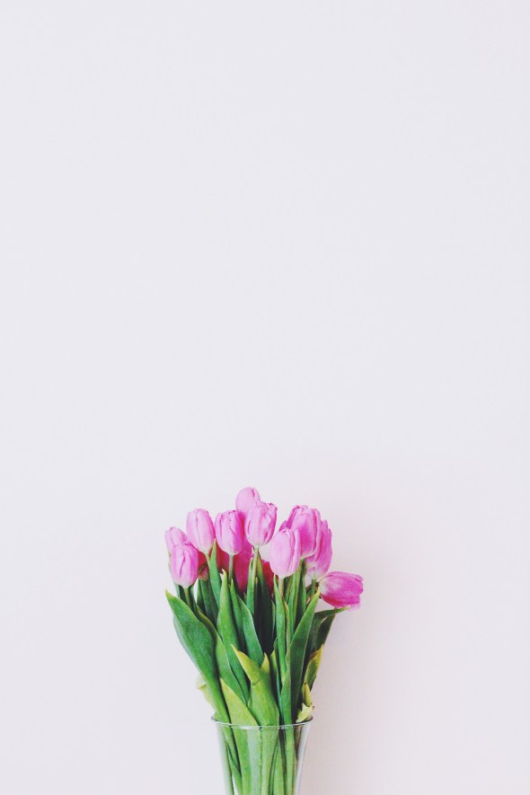 springy pink tulips