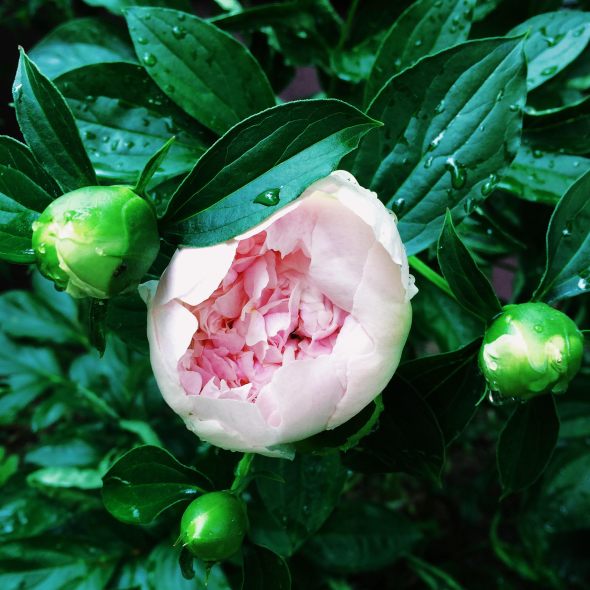 peony unfurling