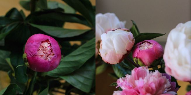 opening peonies