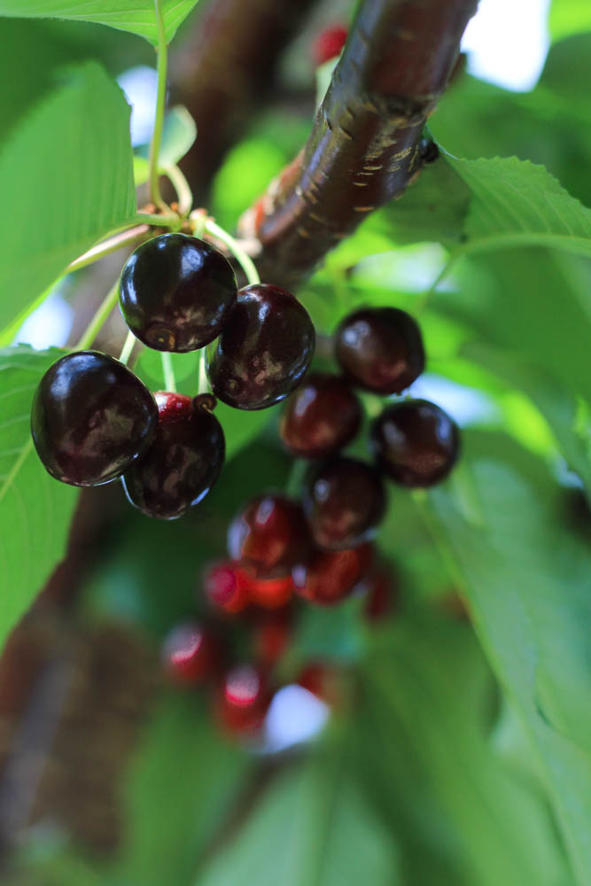 sour cherry picking