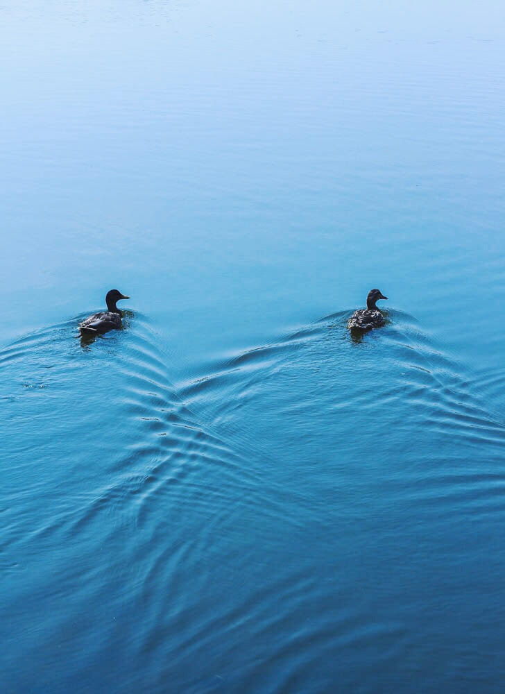 ducks in sync