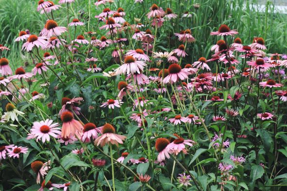 echinacea flowers
