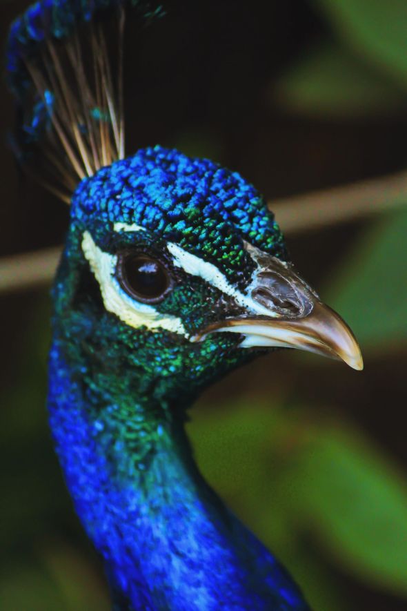 brazen peacock