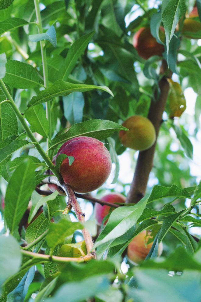 a peach tree