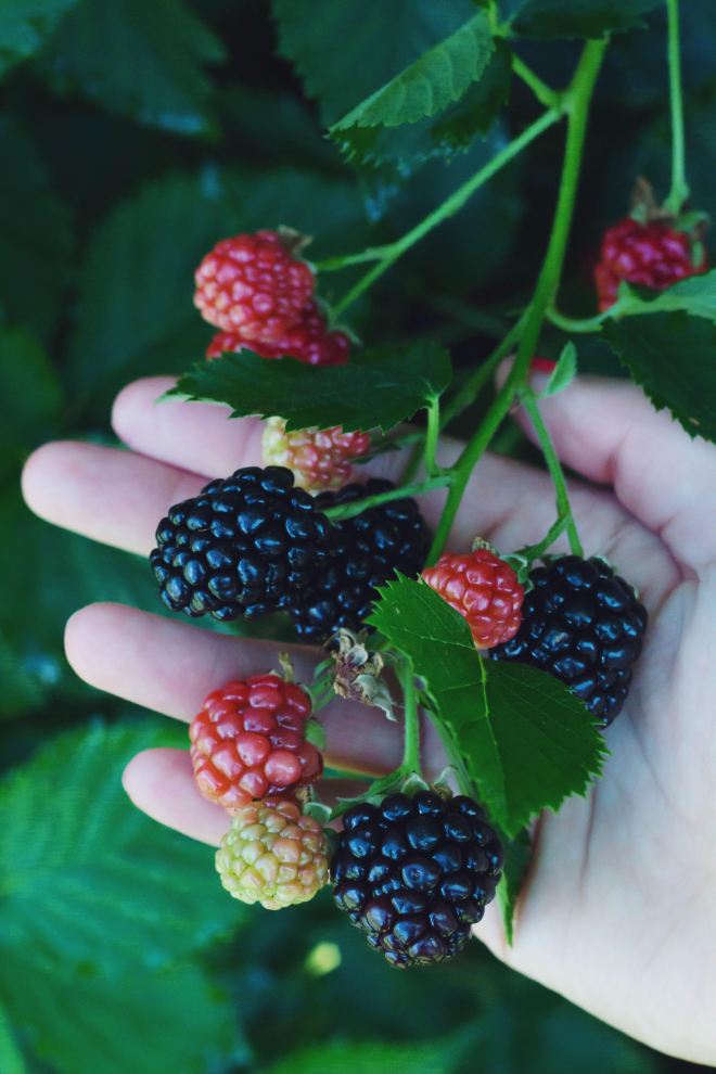 shades of blackberry