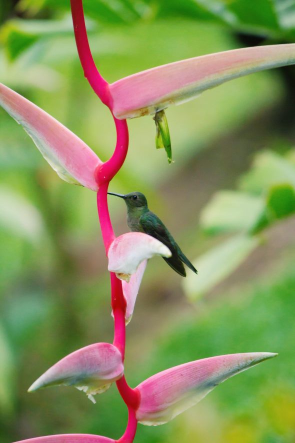 hummingbird 