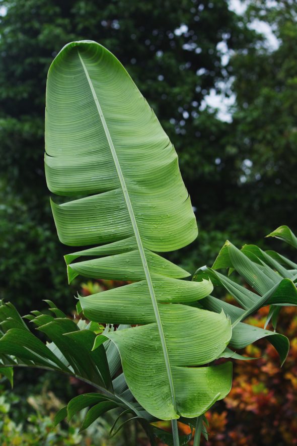tropical leaves