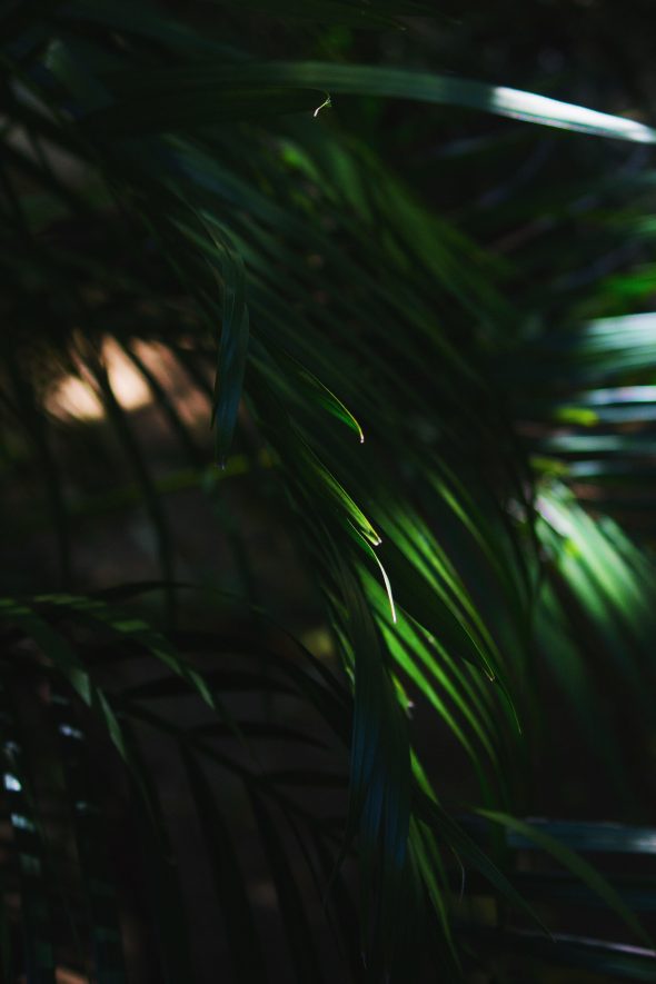 late afternoon light